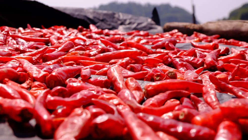Whole dried red chillies in a drying yard
