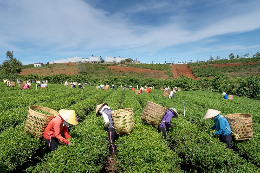Harvesting crops in the field